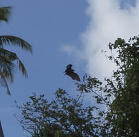 Fruit bat