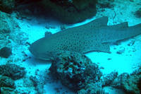 Leopard shark