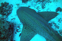 More leopard shark