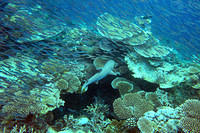 Black tip reef shark