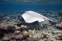 Porcupine ray