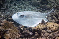 Porcupine ray 2