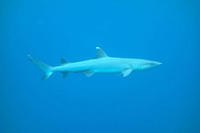 White tip reef shark