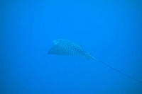 Spotted eagle ray