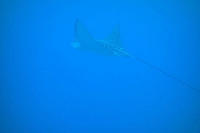 Spotted eagle ray