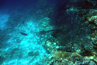Another white tip reef shark