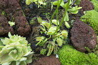 Venus flytrap