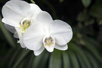 Orchid