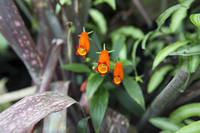 Orange flowers