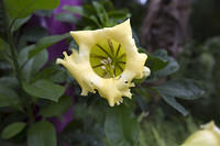 Yellow flower