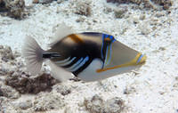 Album: Underwater creatures