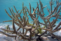 Minnows