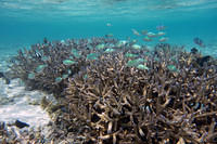 Green chromis