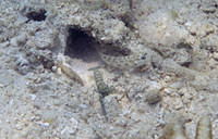 Goby and shrimp