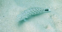 Lizardfish