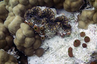 Giant clam