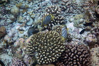 Meyer's Butterflyfish