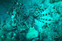 Lionfish
