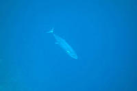 Tuna