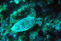 Turtle