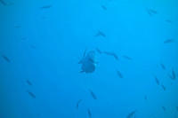 Snapper