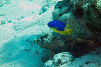 Azure damsel