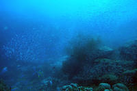Big school of bait