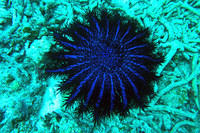 Crown of thorns