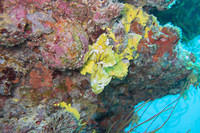 Leaf fish
