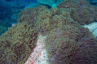 Anemone