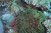 Clownfish and anemone