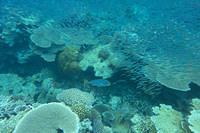 Oriental sweetlips