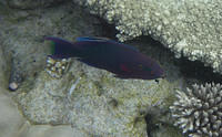 Parrotfish