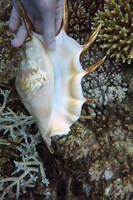 Spider conch