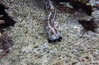 Sea cucumber