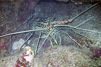 Lobster
