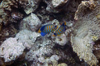 Empress angelfish