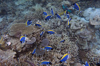 Blue Surgeonfish