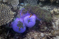 Clownfish