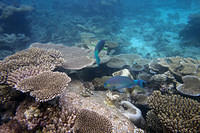 Parrotfish