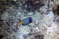 Emperor  angelfish