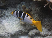 Saddleback grouper