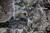 Empress angelfish