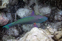 Parrotfish