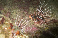 Lionfish