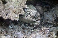 Slender grouper