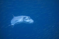 Pufferfish