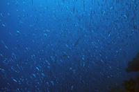 Baitfish