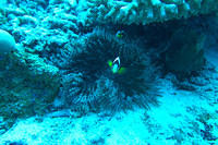 Clownfish