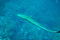 Remora